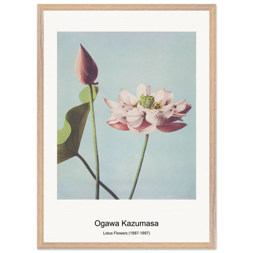 Lotus Flowers (1887-1897) by Ogawa Kazumasa. Archival Print on Museum Quality Matte Paper. Premium Wood Framed Wall Art. Original Aspect Ratio