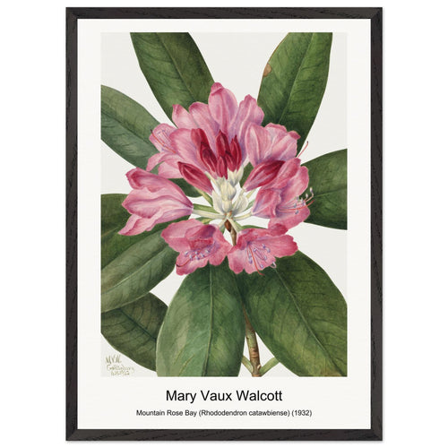 Mountain Rose Bay (Rhododendron catawbiense) (1932) by Mary Vaux Walcott. Archival Print on Museum Quality Matte Paper. Premium Wood Framed Wall Art. Optimised Aspect Ratio.