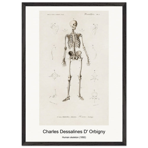 Human skeleton (1892) by Charles Dessalines D' Orbigny. Archival Print on Museum Quality Matte Paper. Premium Wood Framed Wall Art. Original Aspect Ratio