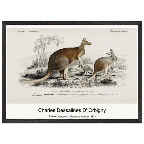 The red kangaroo (Macropus rufus) (1892) by Charles Dessalines D' Orbigny. Archival Print on Museum Quality Matte Paper. Premium Wood Framed Wall Art. Optimised Aspect Ratio.