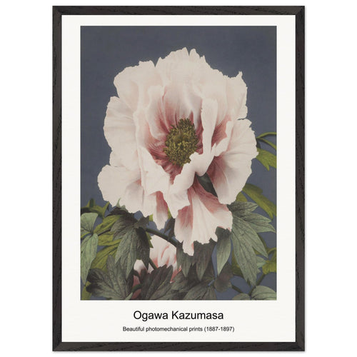 Geisha and Cherry Blossom (1887-1897) by Ogawa Kazumasa. Archival Print on Museum Quality Matte Paper. Premium Wood Framed Wall Art. Optimised Aspect Ratio.