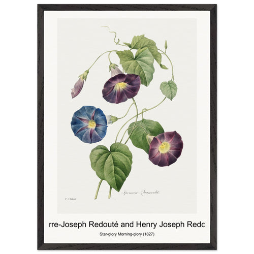 Rosa Damascena, Subalba (1817-1824) by Pierre-Joseph Redouté and Henry Joseph Redouté. Archival Print on Museum Quality Matte Paper. Premium Wood Framed Wall Art. Optimised Aspect Ratio.