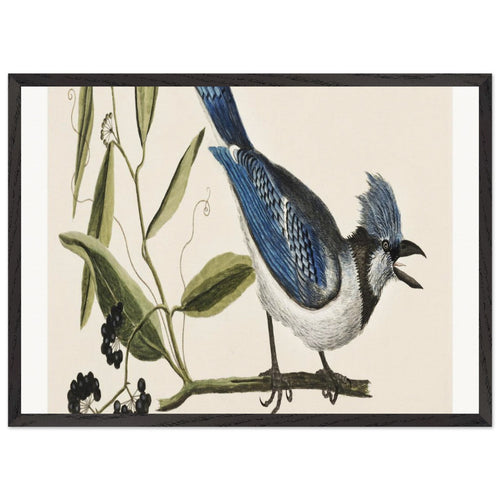 Crested Jay (Pica cristata carulea) from The Natural History of Carolina, Florida, and the Bahama Islands (1754) by Mark Catesby. Archival Print on Museum Quality Matte Paper. Premium Wood Framed Wall Art. Optimised Aspect Ratio.