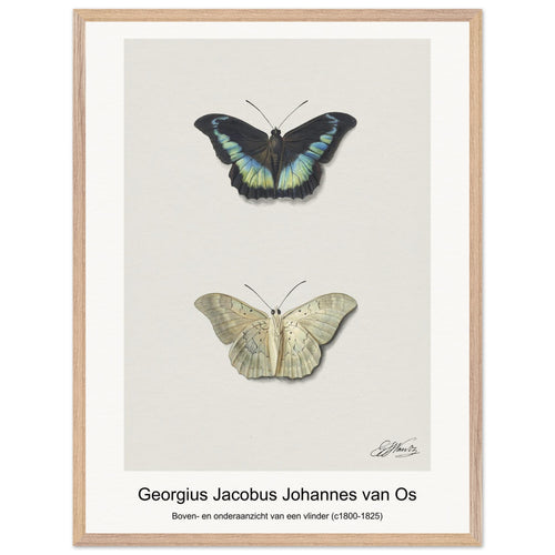 Boven- en onderaanzicht van een vlinder (c1800-1825) by Georgius Jacobus Johannes van Os. Archival Print on Museum Quality Matte Paper. Premium Wood Framed Wall Art. Optimised Aspect Ratio.