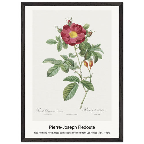 Red Portland Rose, Rosa damascena coccinea from Les Roses (1817-1824) by Pierre-Joseph Redouté. Archival Print on Museum Quality Matte Paper. Premium Wood Framed Wall Art. Original Aspect Ratio