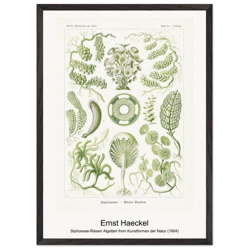 Siphoneae-Riesen Algetten from Kunstformen der Natur (1904) by Ernst Haeckel. Archival Print on Museum Quality Matte Paper. Premium Wood Framed Wall Art. Optimised Aspect Ratio.