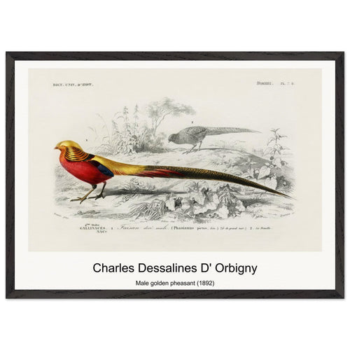 Male golden pheasant (1892) by Charles Dessalines D' Orbigny. Archival Print on Museum Quality Matte Paper. Premium Wood Framed Wall Art. Original Aspect Ratio