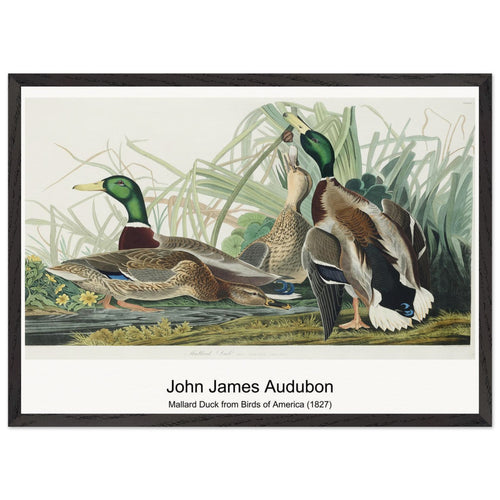 Mallard Duck from Birds of America (1827) by John James Audubon. Archival Print on Museum Quality Matte Paper. Premium Wood Framed Wall Art. Optimised Aspect Ratio.