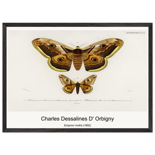 Emporor moths (1892) by Charles Dessalines D' Orbigny. Archival Print on Museum Quality Matte Paper. Premium Wood Framed Wall Art. Optimised Aspect Ratio.