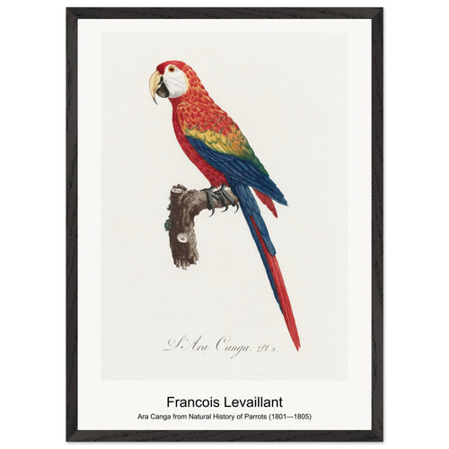Ara Canga from Natural History of Parrots (1801—1805) by Francois Levaillant. Archival Print on Museum Quality Matte Paper. Premium Wood Framed Wall Art. Optimised Aspect Ratio.