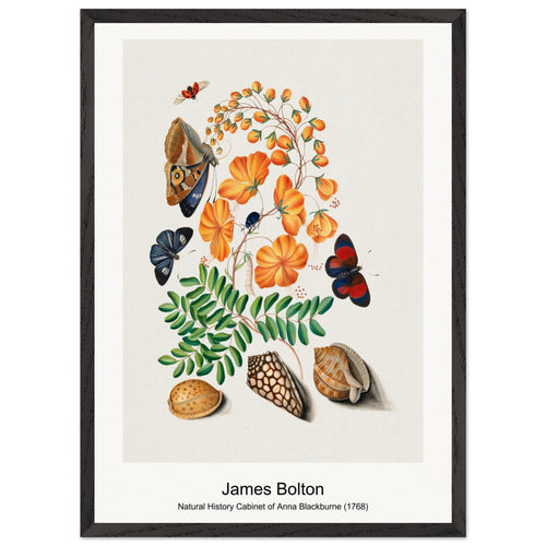 Natural History Cabinet of Anna Blackburne (1768) by James Bolton. Archival Print on Museum Quality Matte Paper. Premium Wood Framed Wall Art. Optimised Aspect Ratio.