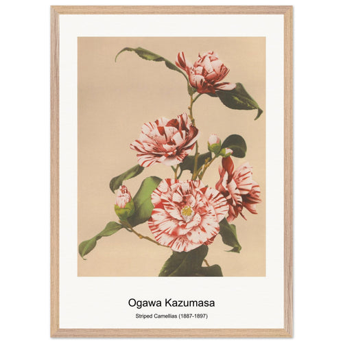 Striped Camellias (1887-1897) by Ogawa Kazumasa. Archival Print on Museum Quality Matte Paper. Premium Wood Framed Wall Art. Original Aspect Ratio