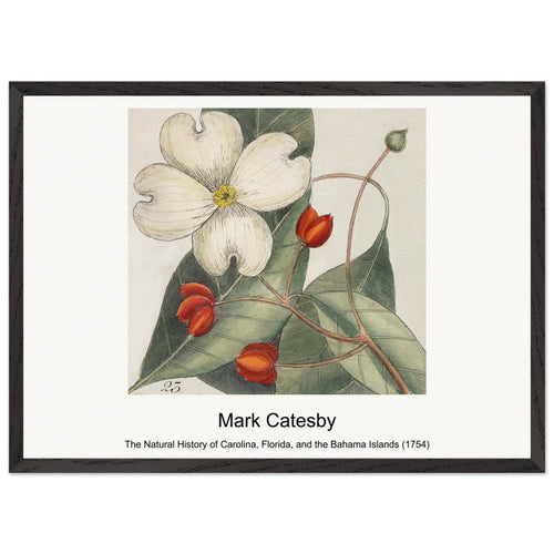The Natural History of Carolina, Florida, and the Bahama Islands (1754) by Mark Catesby. Archival Print on Museum Quality Matte Paper. Premium Wood Framed Wall Art. Original Aspect Ratio