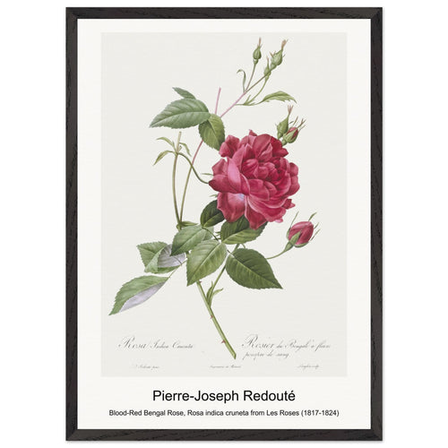 Blood-Red Bengal Rose, Rosa indica cruneta from Les Roses (1817-1824) by Pierre-Joseph Redouté. Archival Print on Museum Quality Matte Paper. Premium Wood Framed Wall Art. Original Aspect Ratio