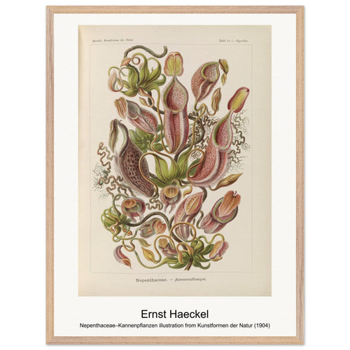 Nepenthaceae–Kannenpflanzen illustration from Kunstformen der Natur (1904) by Ernst Haeckel. Archival Print on Museum Quality Matte Paper. Premium Wood Framed Wall Art. Original Aspect Ratio