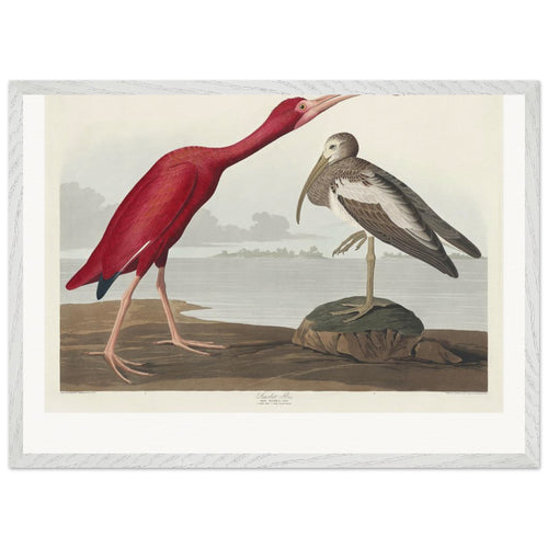 Scarlet Ibis from Birds of America (1827) by John James Audubon. Archival Print on Museum Quality Matte Paper. Premium Wood Framed Wall Art. Original Aspect Ratio