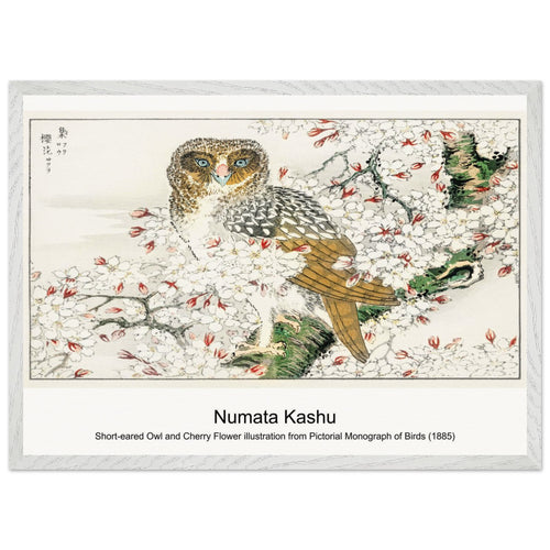 Short-eared Owl and Cherry Flower illustration from Pictorial Monograph of Birds (1885) by Numata Kashu. Archival Print on Museum Quality Matte Paper. Premium Wood Framed Wall Art. Optimised Aspect Ratio.