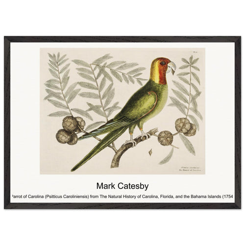Parrot of Carolina (Psitticus Caroliniensis) from The Natural History of Carolina, Florida, and the Bahama Islands (1754) by Mark Catesby. Archival Print on Museum Quality Matte Paper. Premium Wood Framed Wall Art. Original Aspect Ratio