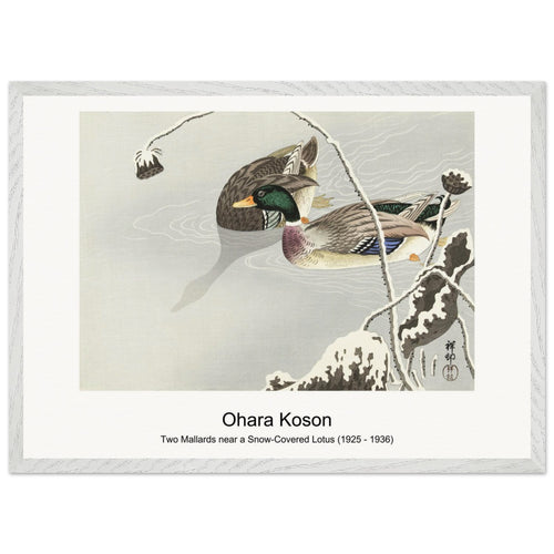 Two Mallards near a Snow-Covered Lotus (1925 - 1936) by Ohara Koson. Archival Print on Museum Quality Matte Paper. Premium Wood Framed Wall Art. Original Aspect Ratio