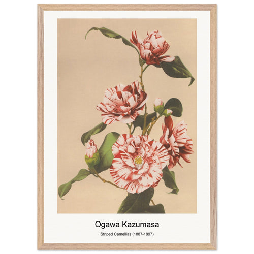 Striped Camellias (1887-1897) by Ogawa Kazumasa. Archival Print on Museum Quality Matte Paper. Premium Wood Framed Wall Art. Optimised Aspect Ratio.