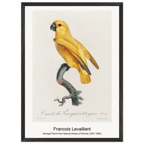 Senegal Parrot from Natural History of Parrots (1801-1805) by François Levaillant. Archival Print on Museum Quality Matte Paper. Premium Wood Framed Wall Art. Optimised Aspect Ratio.
