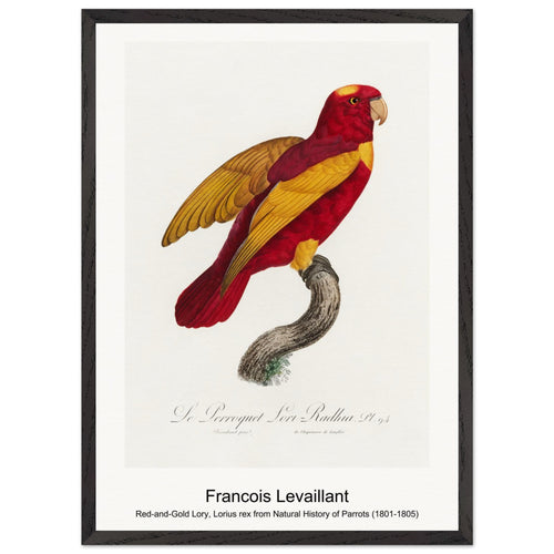 Red-and-Gold Lory, Lorius rex from Natural History of Parrots (1801-1805) by Francois Levaillant. Archival Print on Museum Quality Matte Paper. Premium Wood Framed Wall Art. Original Aspect Ratio