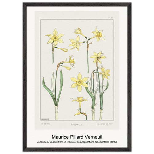 Jonquille or Jonquil from La Plante et ses Applications ornementales (1896) by Maurice Pillard Verneuil. Archival Print on Museum Quality Matte Paper. Premium Wood Framed Wall Art. Optimised Aspect Ratio.