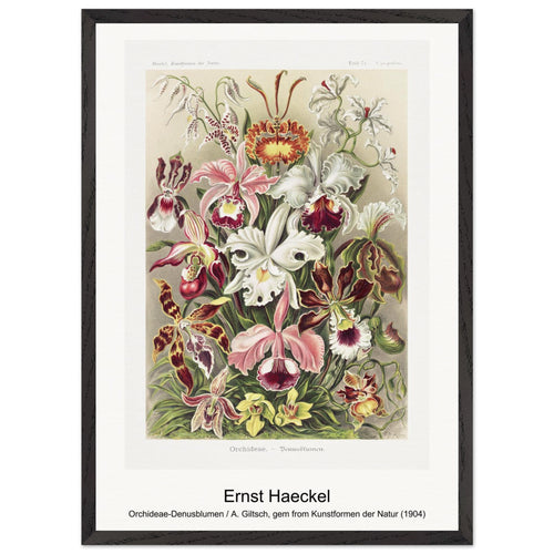 Orchideae-Denusblumen / A. Giltsch, gem from Kunstformen der Natur (1904) by Ernst Haeckel. Archival Print on Museum Quality Matte Paper. Premium Wood Framed Wall Art. Optimised Aspect Ratio.