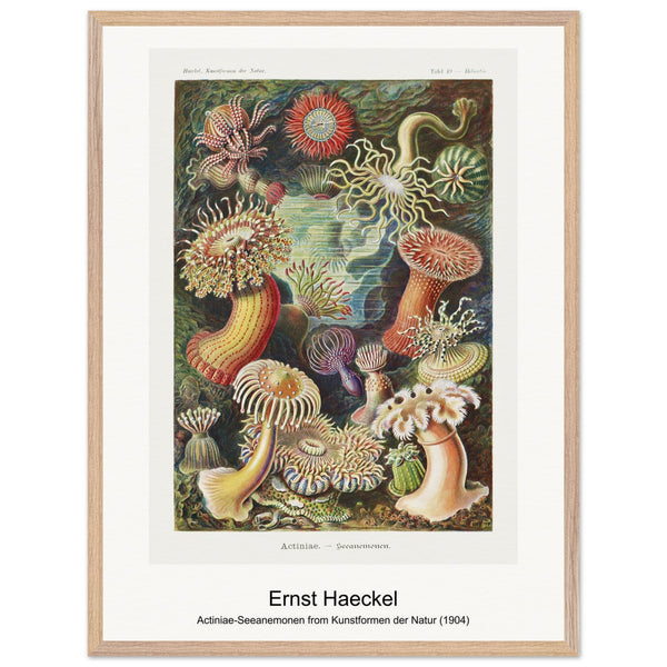Actiniae-Seeanemonen from Kunstformen der Natur (1904) by Ernst Haeckel. Archival Print on Museum Quality Matte Paper. Premium Wood Framed Wall Art. Original Aspect Ratio