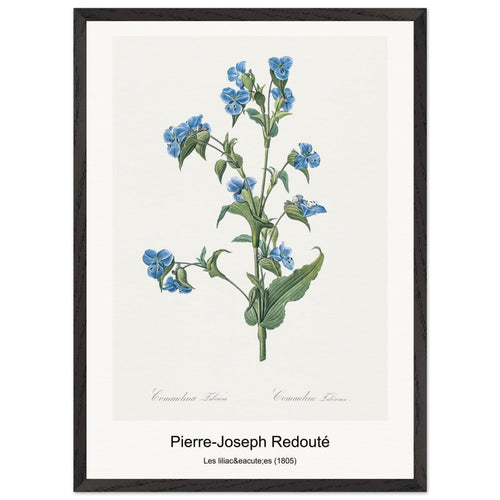 Choix des plus belles fleurs (1827) by Pierre-Joseph Redouté. Archival Print on Museum Quality Matte Paper. Premium Wood Framed Wall Art. Optimised Aspect Ratio.