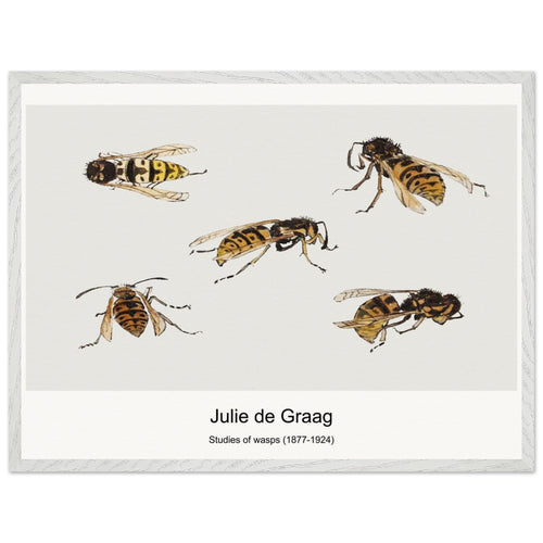 Studies of wasps (1877-1924) by Julie de Graag. Archival Print on Museum Quality Matte Paper. Premium Wood Framed Wall Art. Optimised Aspect Ratio.