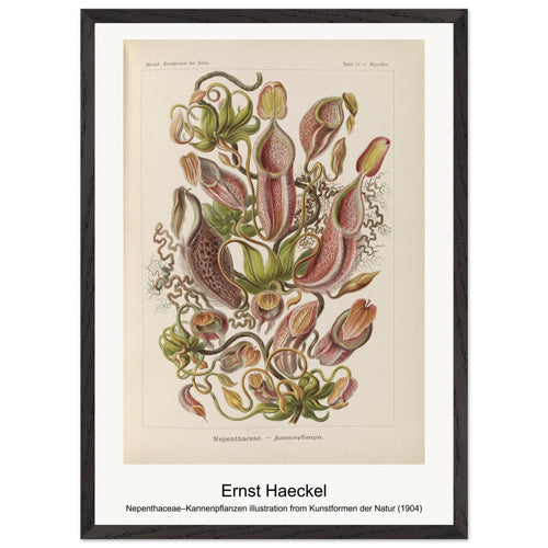 Nepenthaceae–Kannenpflanzen illustration from Kunstformen der Natur (1904) by Ernst Haeckel. Archival Print on Museum Quality Matte Paper. Premium Wood Framed Wall Art. Optimised Aspect Ratio.