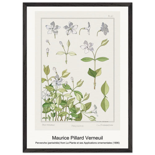 Pervenche (periwinkle) from La Plante et ses Applications ornementales (1896) by Maurice Pillard Verneuil. Archival Print on Museum Quality Matte Paper. Premium Wood Framed Wall Art. Optimised Aspect Ratio.