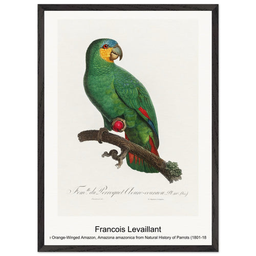 The Orange-Winged Amazon, Amazona amazonica from Natural History of Parrots (1801-1805) by François Levaillant. Archival Print on Museum Quality Matte Paper. Premium Wood Framed Wall Art. Original Aspect Ratio
