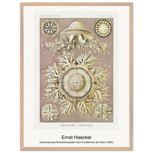 Discomedusae-Schweibenquallen from Kunstformen der Natur (1904) by Ernst Haeckel. Archival Print on Museum Quality Matte Paper. Premium Wood Framed Wall Art. Original Aspect Ratio