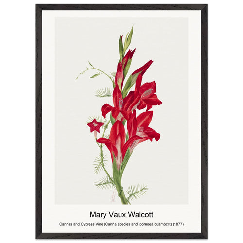 Cannas and Cypress Vine (Canna species and Ipomoea quamoclit) (1877) by Mary Vaux Walcott. Archival Print on Museum Quality Matte Paper. Premium Wood Framed Wall Art. Original Aspect Ratio