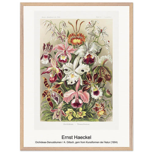 Orchideae-Denusblumen / A. Giltsch, gem from Kunstformen der Natur (1904) by Ernst Haeckel. Archival Print on Museum Quality Matte Paper. Premium Wood Framed Wall Art. Optimised Aspect Ratio.