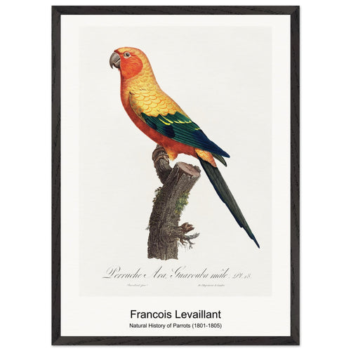 Natural History of Parrots (1801-1805) by François Levaillant. Archival Print on Museum Quality Matte Paper. Premium Wood Framed Wall Art. Original Aspect Ratio