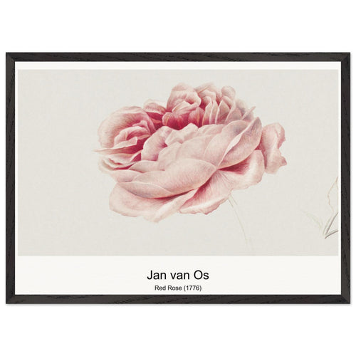 Red Rose (1776) by Jan van Os. Archival Print on Museum Quality Matte Paper. Premium Wood Framed Wall Art. Optimised Aspect Ratio.