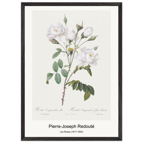 Les Roses (1817-1824) by Pierre-Joseph Redouté. Archival Print on Museum Quality Matte Paper. Premium Wood Framed Wall Art. Original Aspect Ratio