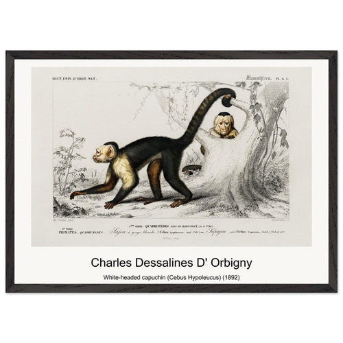 White-headed capuchin (Cebus Hypoleucus) (1892) by Charles Dessalines D' Orbigny. Archival Print on Museum Quality Matte Paper. Premium Wood Framed Wall Art. Original Aspect Ratio