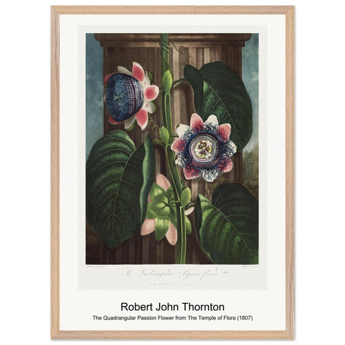 The Quadrangular Passion Flower from The Temple of Flora (1807) by Robert John Thornton. Archival Print on Museum Quality Matte Paper. Premium Wood Framed Wall Art. Optimised Aspect Ratio.
