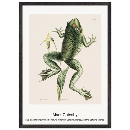 Bull Frog (Rana maxima) from The natural history of Carolina, Florida, and the Bahama Islands (1754) by Mark Catesby. Archival Print on Museum Quality Matte Paper. Premium Wood Framed Wall Art. Original Aspect Ratio