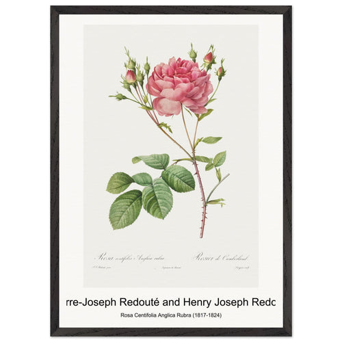 Rosa Gallica (1817-1824) by Pierre-Joseph Redouté. Archival Print on Museum Quality Matte Paper. Premium Wood Framed Wall Art. Original Aspect Ratio