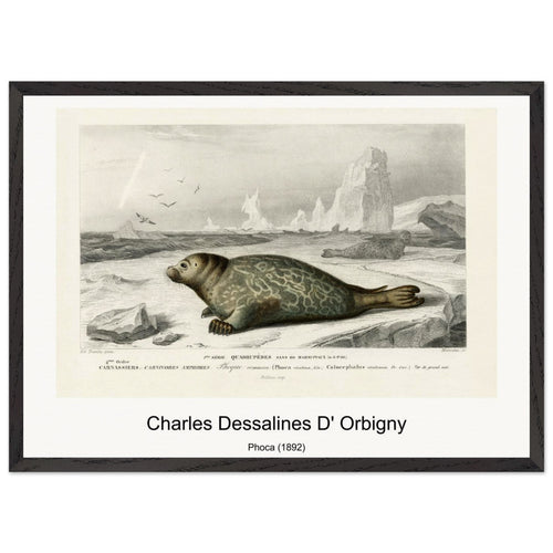 Phoca (1892) by Charles Dessalines D' Orbigny. Archival Print on Museum Quality Matte Paper. Premium Wood Framed Wall Art. Original Aspect Ratio